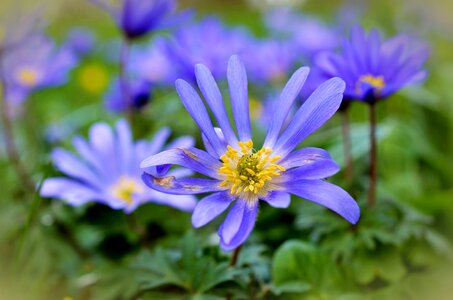 Bloom close up blue