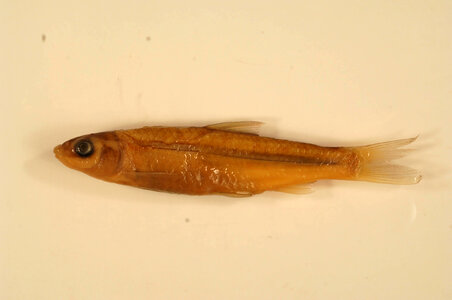 Hybognathus nuchalis-1