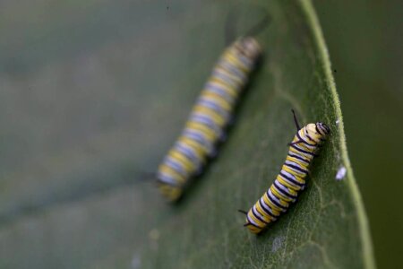 Couple monarch 