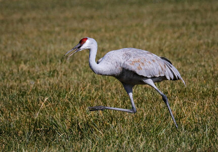 Sandhill Crane runs through a field