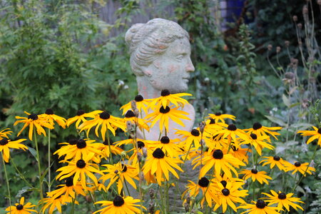 Orange cone flower
