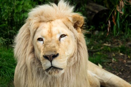 White Lion Kept in Captivity at Zoo