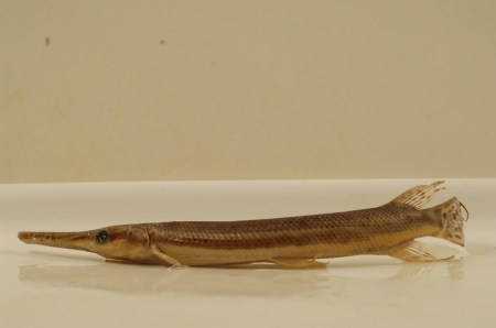 Lepisosteus platostomus-3
