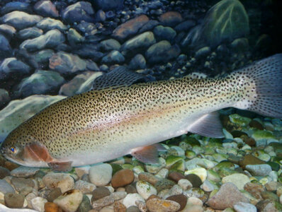 Rainbow trout-1 photo