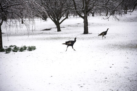 Groups of Turkeys in the snow