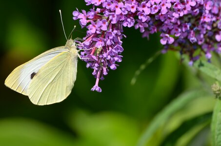 Butterfly gonepteryx rhamni insect photo