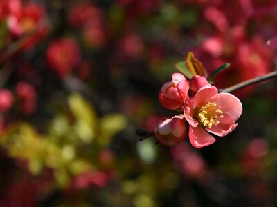 Blossom flower petal photo