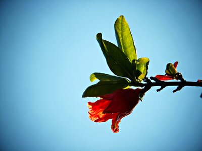 Red green mediterranean