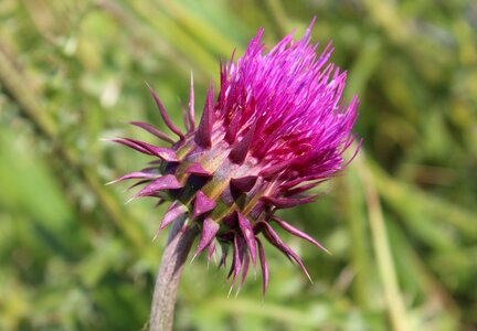 Wild plant nature plant