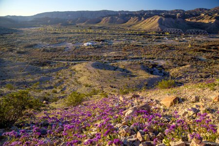 Purple Flowers on the Afton Canyon Landscape in the Mojave Desert