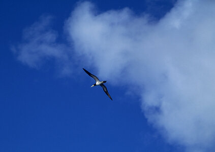 White sea gull flying in the blue sunny sky photo
