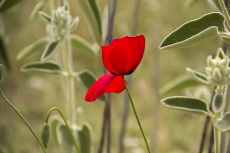 Papaver rhoeas red poppy