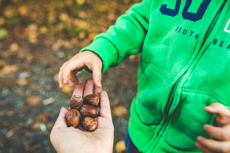 Little Boy in Autumn Park Taking a Handful of Acorns