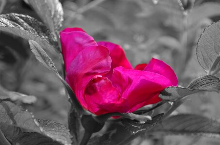 Mallow flower pink photo