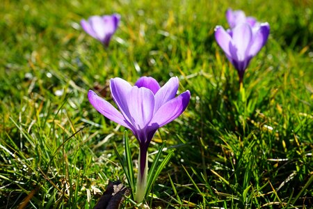 Spring frühlingsblüher violet photo