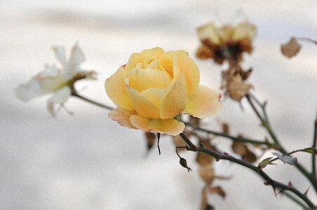 Apple beautiful beautiful flowers photo