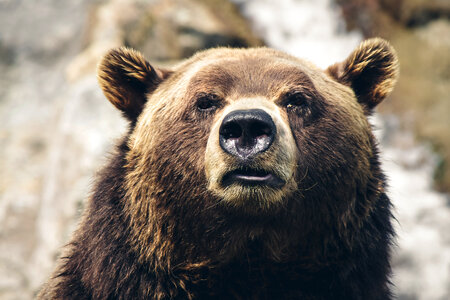 Closeup Portrait of a Brown Bear photo