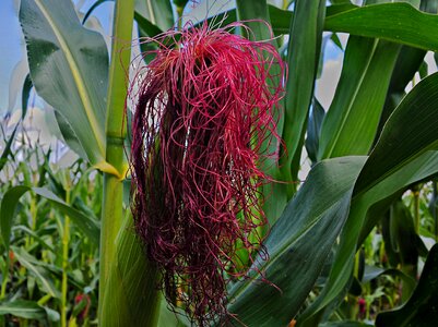 Cornfield corn plants cultivation