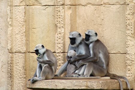 Animal monkey family