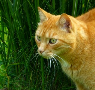 Cat face head domestic cat