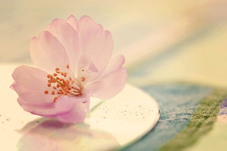 Cherry blossom plant close up