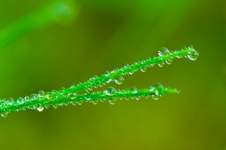 Green drop of water close up