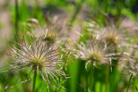 Beautiful Flowers blooming blossom photo