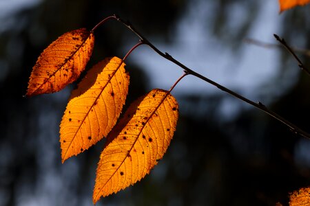 Leaf backlighting golden leaves photo