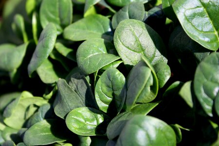 Agriculture crops dark green photo