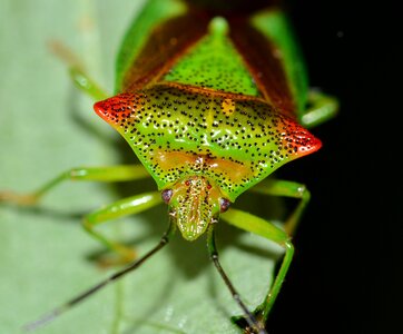 Hemiptera bug macro photo