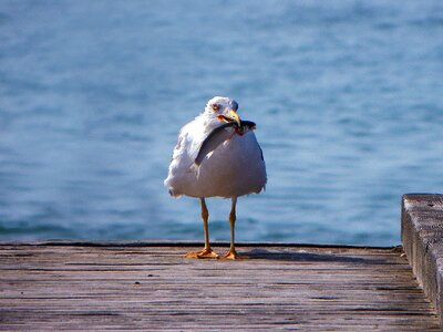 Animals sea seagulls photo