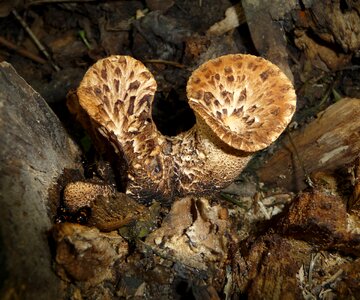 Scaly stielporling polyporus squamosus black foot ovinus