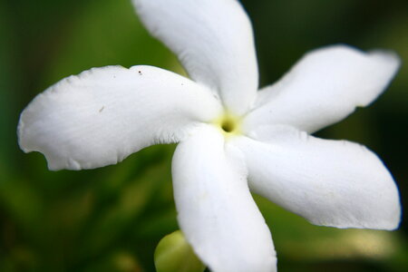 Crape Jasmine Flower White