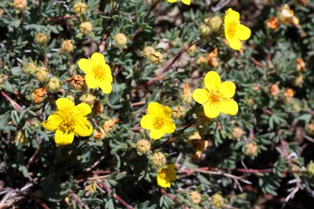 Mt Rainier National Park Wildflowers Summer photo