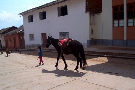 Animal stallion mammal