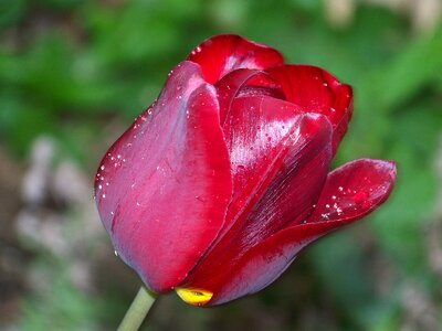 Black tulip red