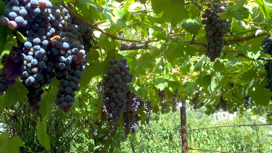 Fruit vineyard winery photo