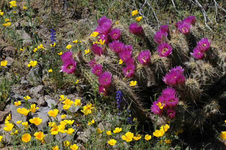 Barrel Cactus and Mexican Golden Poppy