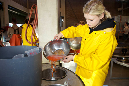 Service employee processing Fall Chinook salmon eggs-5 photo