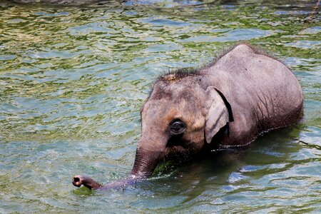 Mammals swimming water photo