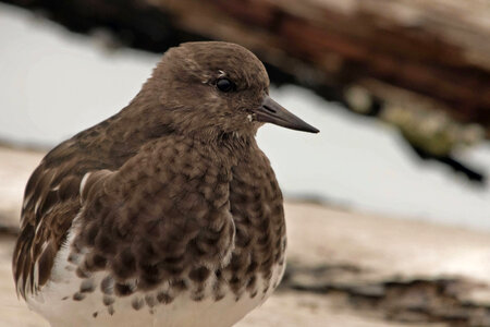 Black Turnstone-2