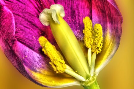 Pink Colored Tulip Flower pistil photo