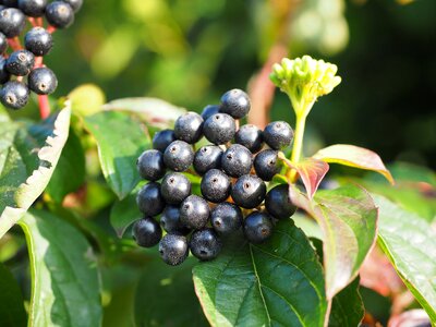 Black fruits cornus photo