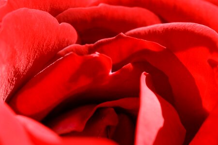 Romance love blossom