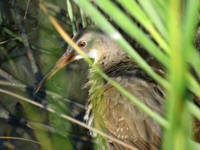 Bird wildlife animal
