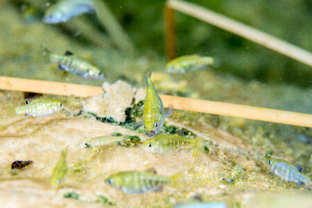 Ash Meadows Amargosa pupfish-1 photo