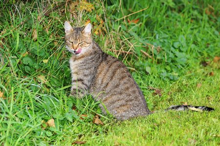 Animal cat claw