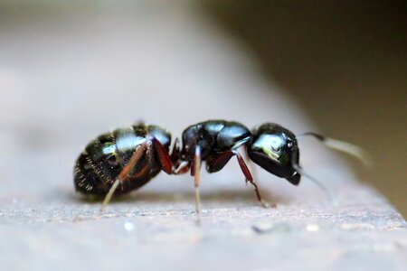 Macro antenna pest photo