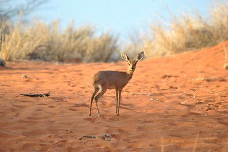 Small namibia africa