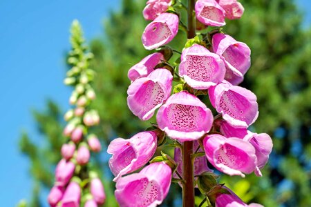 Beautiful Flowers bloom blooming photo